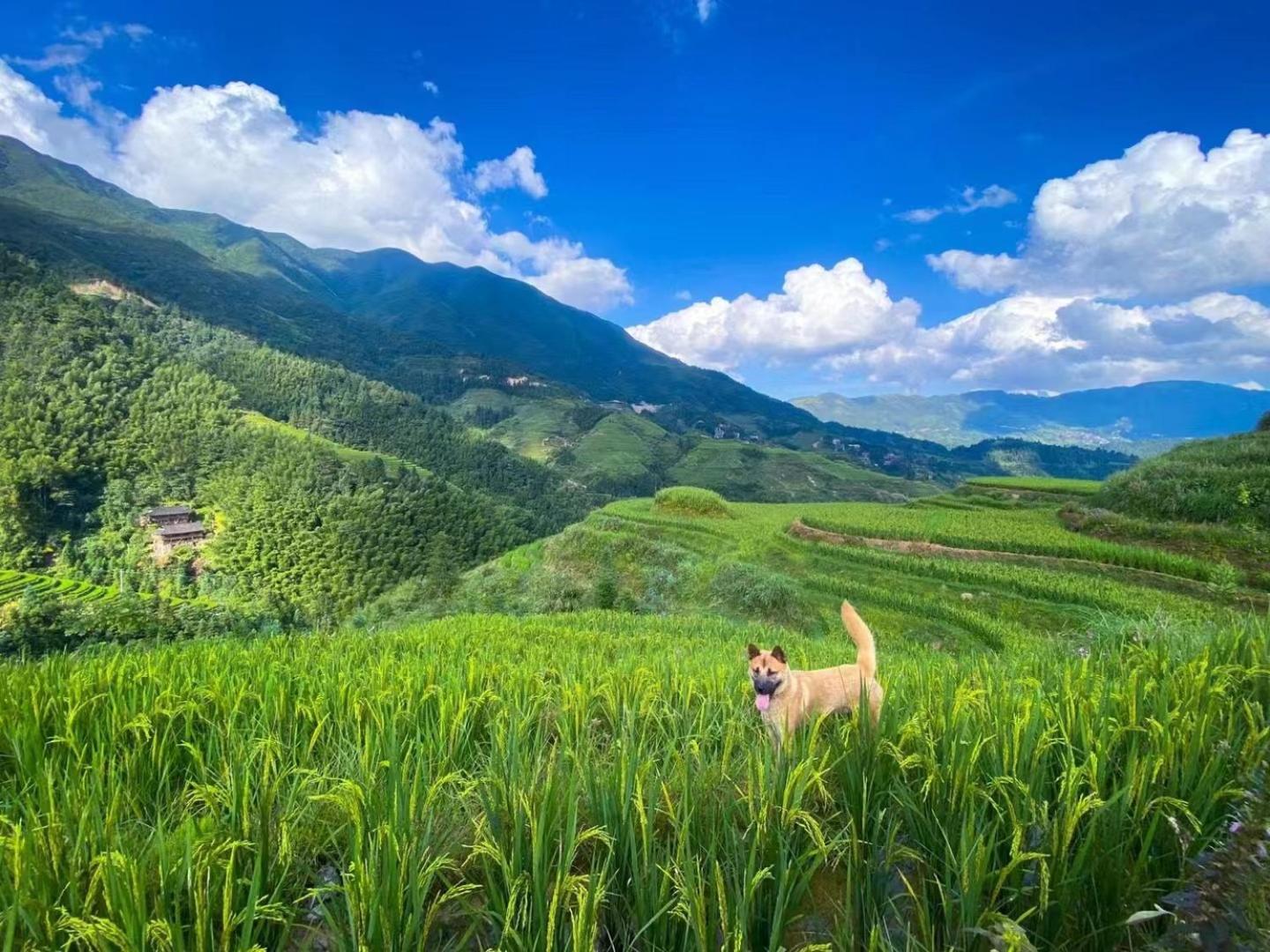 Longji Terrace Lavie Backpacker Hostel Longsheng Exterior foto